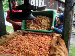 Apfelsaft pressen | Janusz Korczak Förderschule Welzheim