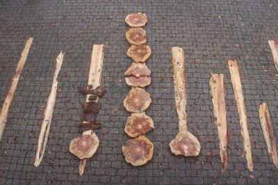 Teile des Mammutbaumes | Janusz Korczak Schule, Naturparkschule Welzheim