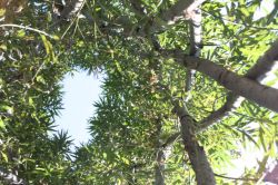 Weidenkathedrale | Janusz Korczak Förderschule Welzheim