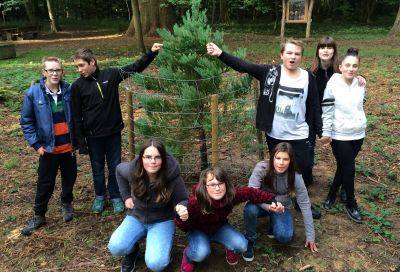 Kleiner Mammutbaum | Janusz Korczak Schule, Naturparkschule Welzheim