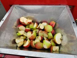 Äpfel in der Sadtpresse | Janusz Korczak Förderschule Welzheim