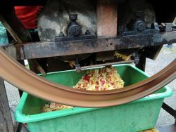 Apfelsaft pressen | Janusz Korczak Förderschule Welzheim