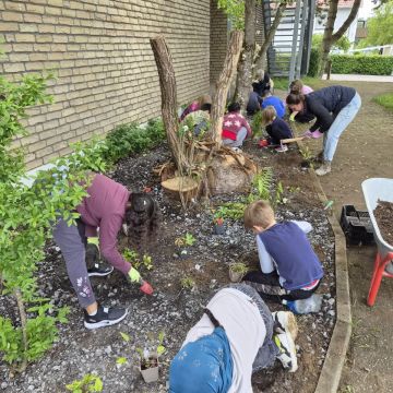 SchülerInnen bepflanzen das seitliche Beet