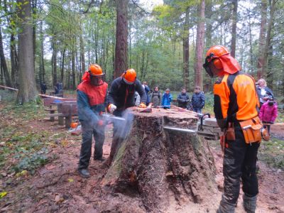 Fällung des Mammutbaumes | Janusz Korczak Schule, Förderschule Welzheim